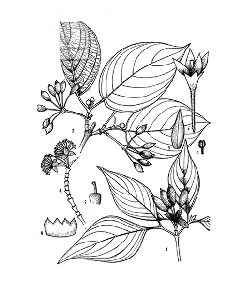 Natural compounds from  Cornus officinalis